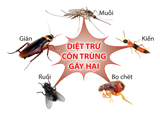 dic-vu-diet-con-trung-tan-goc