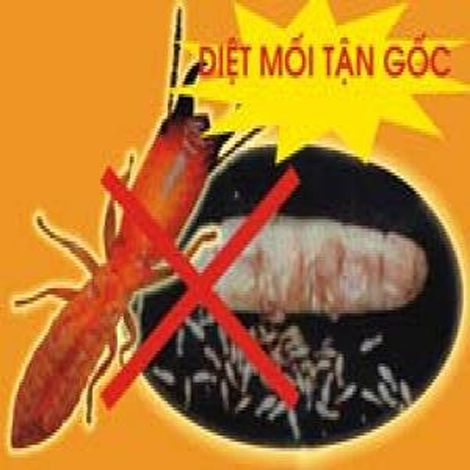 diệt mối mọt tận gốc quận Long Biên