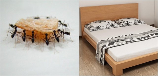 Cách diệt kiến gió trên giường
