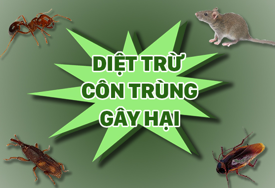 dich-vu-diet-con-trung-tai-nha-gia-re